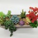 Plants Wooden Pots 
